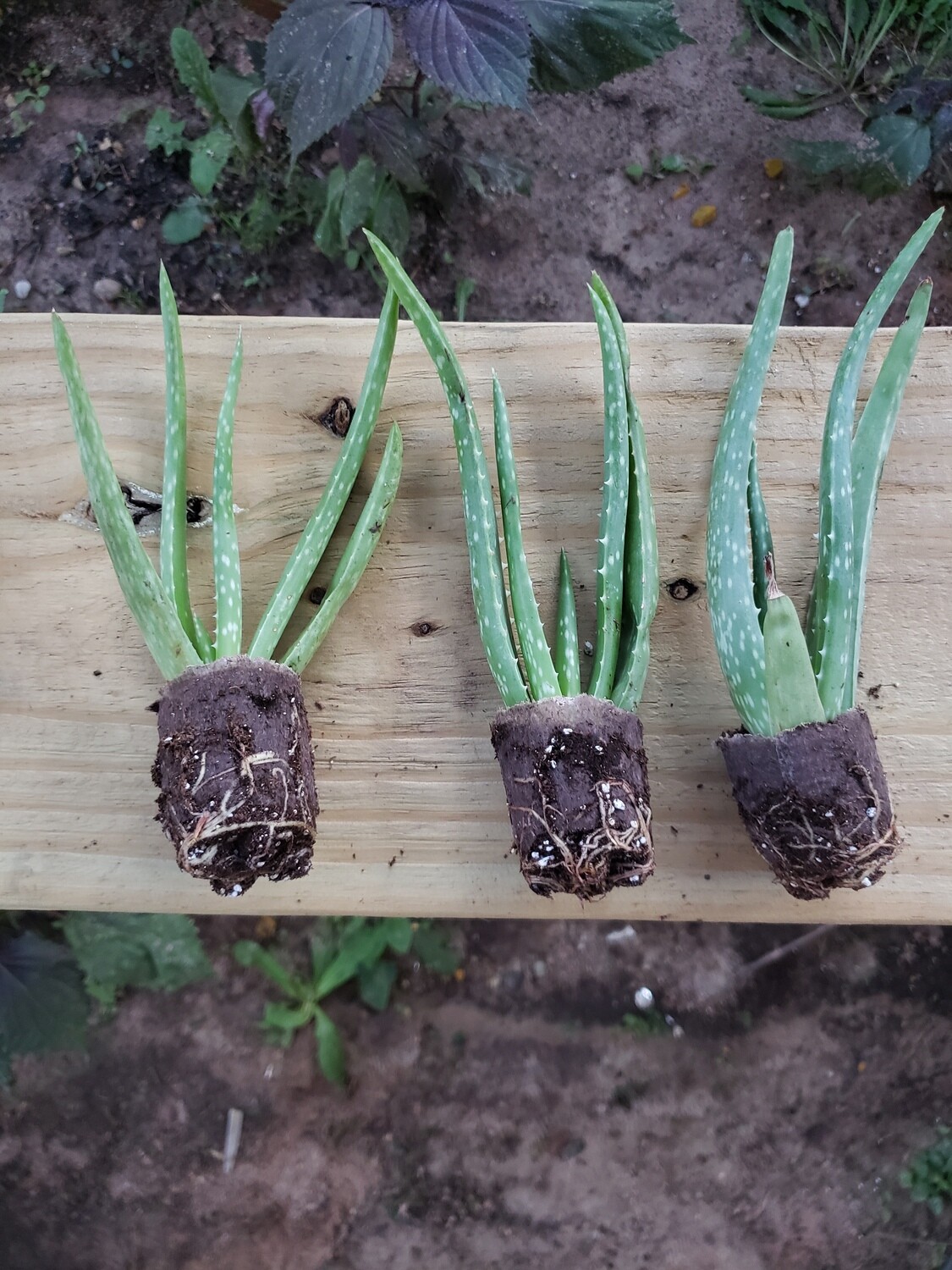 Rooted Aloe (3)