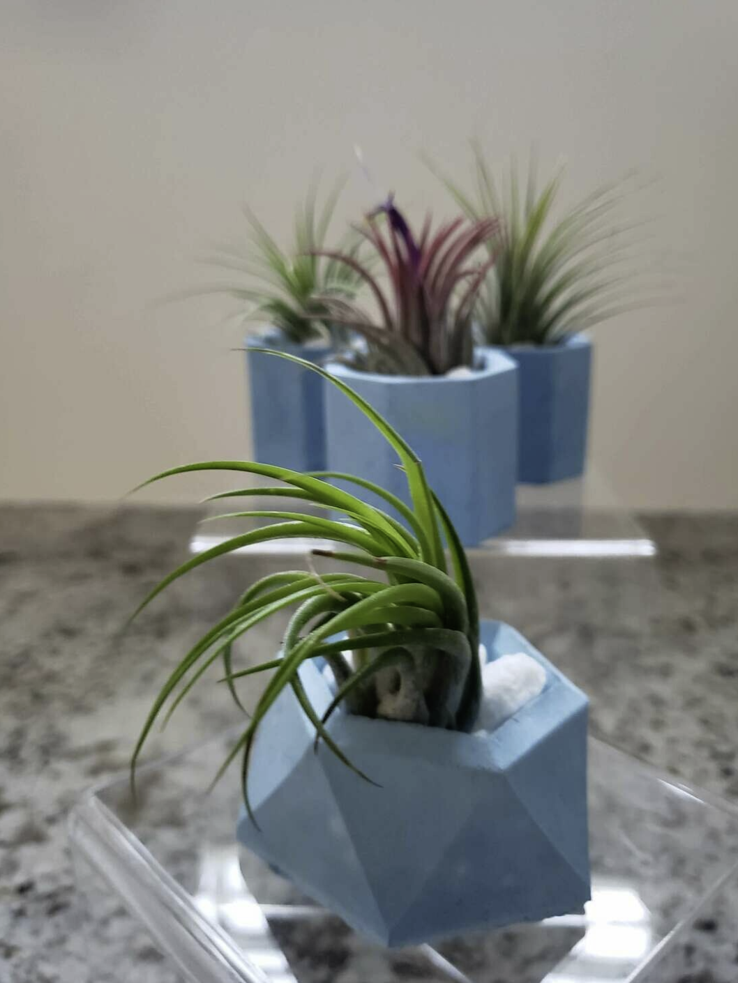 Tillandsia Plant Sets